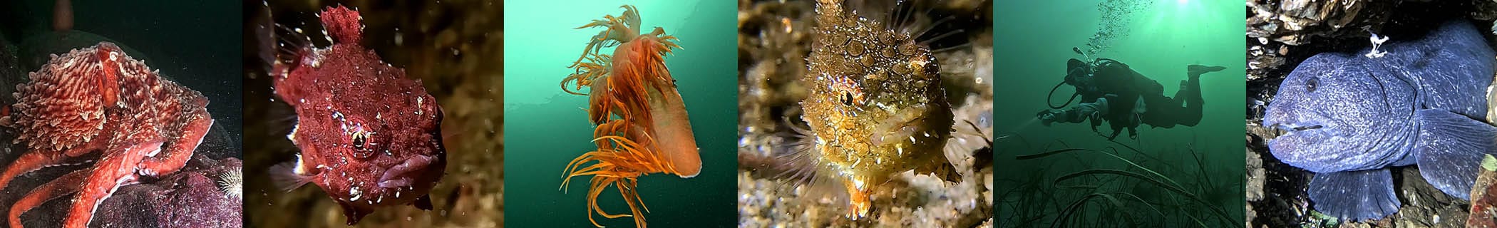 Sunshine-Coast-Diving-Species