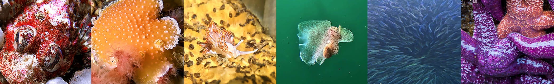 Vancouver scuba diving. LGBTQ friendly inclusive environment for all queer divers swimmers, snorkeling and community.