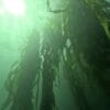 Vancouver Island Snorkel Safari - Image 3