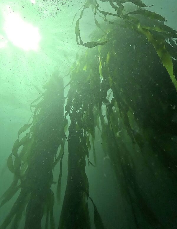 Vancouver Island Snorkel Safari - Image 3