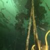 Vancouver Island Snorkel Safari - Image 2
