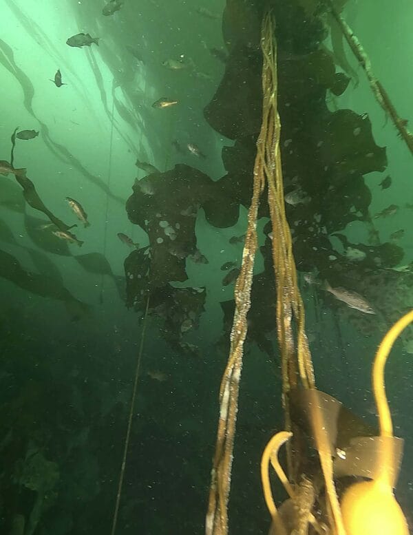 Vancouver Island Snorkel Safari - Image 2