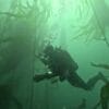 Sunshine Coast Dive Adventure - Image 2