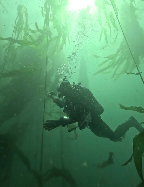 Sunshine Coast Dive Adventure - Image 2