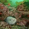 Sunshine Coast Dive Adventure - Image 3