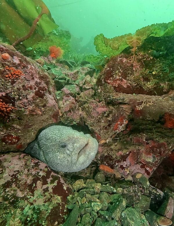 Sunshine Coast Dive Adventure - Image 3