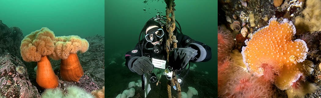 Howe Sound Boat Diving panel