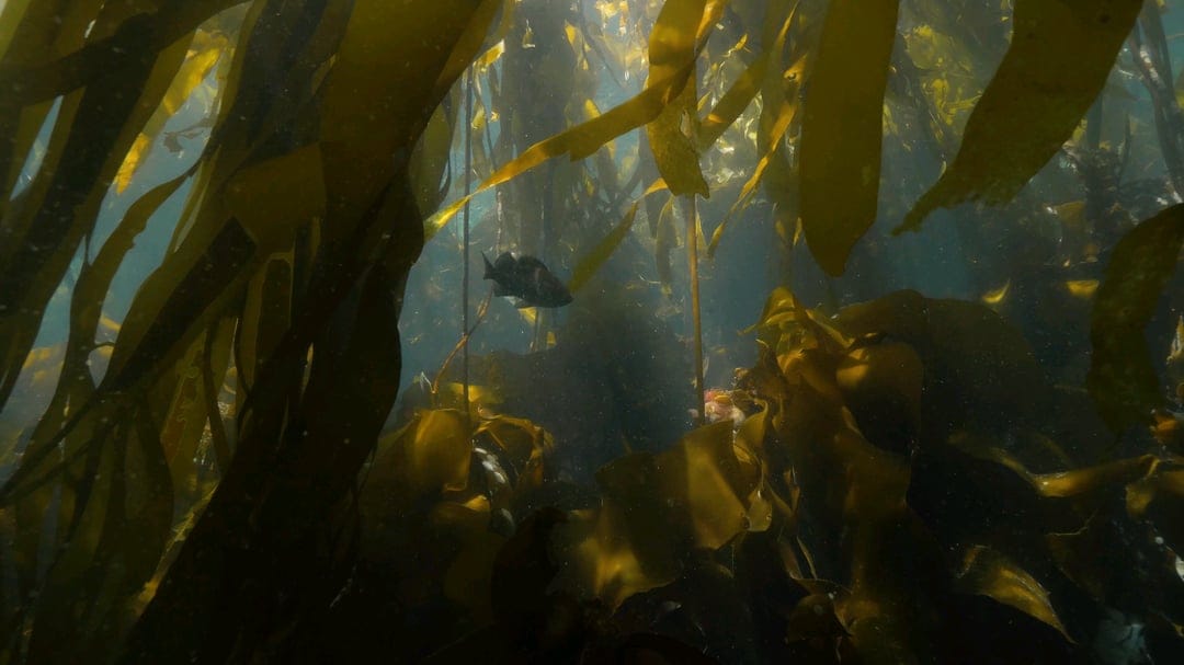 Vancouver Island Snorkel Kelp forest snorkeling safari with Olivia's Reef Dive adventures