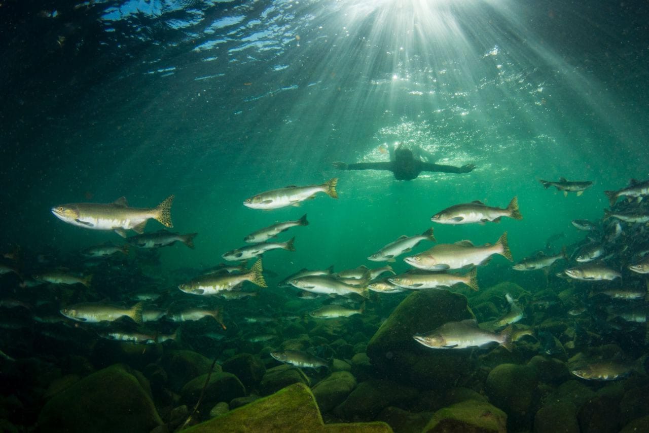 Vancouver Island snorkeling with salmon