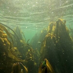 Ogden Point Kelp Forest Safari