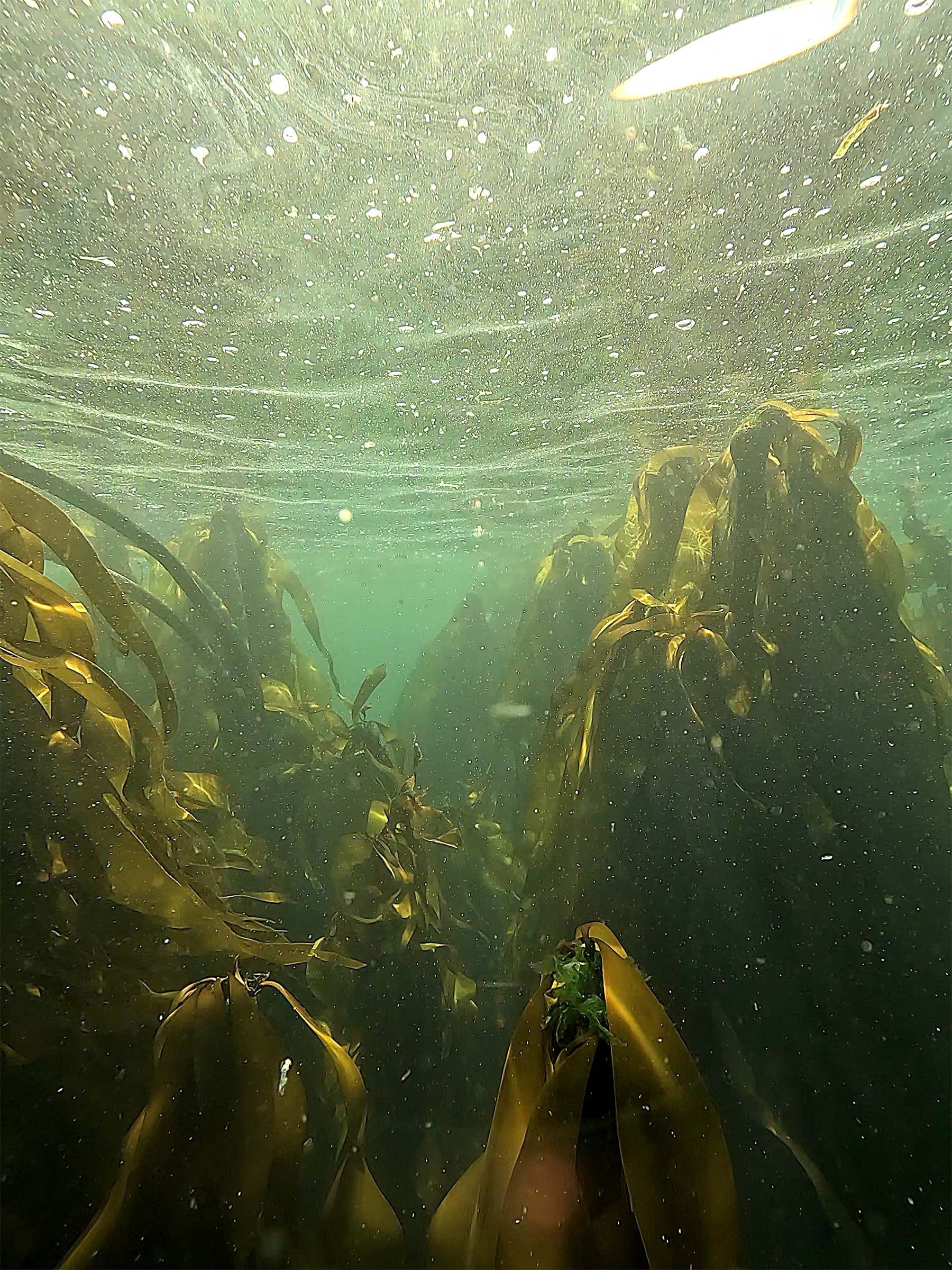 Ogden Point Kelp Forest Safari