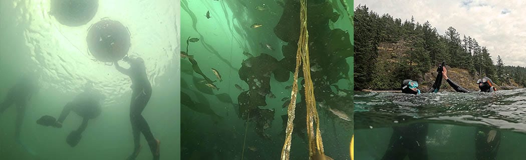 Vancouver island snorkel kelp forest safari with Olivias Reef