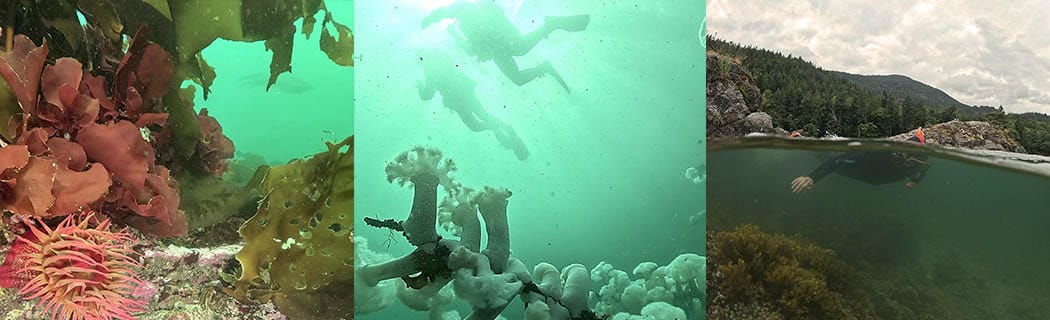 Vancouver island snorkel and freedive safari with Olivias Reef