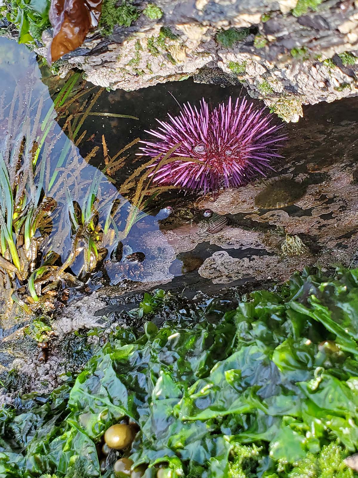 Vancouver Island Snorkel Safari shoreline urchin