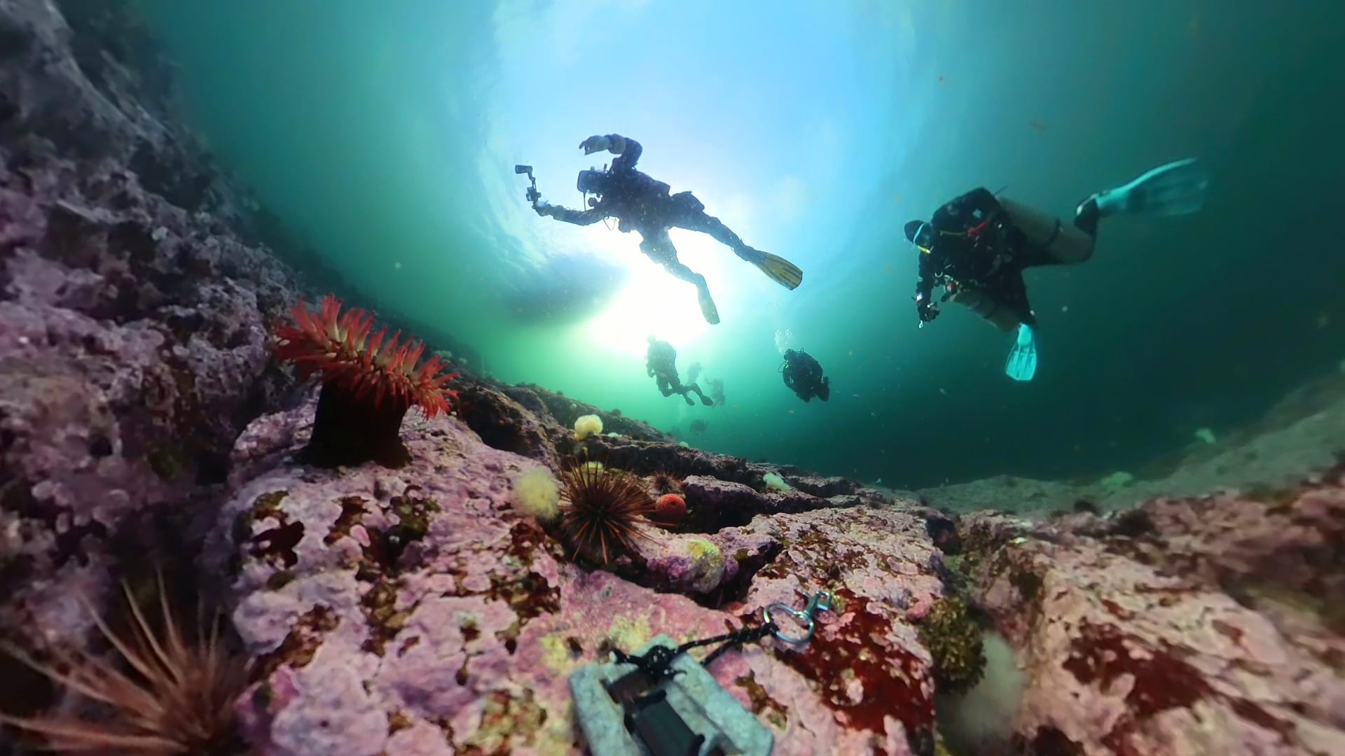 Barkley Sound scuba trip with olivia's reef diving