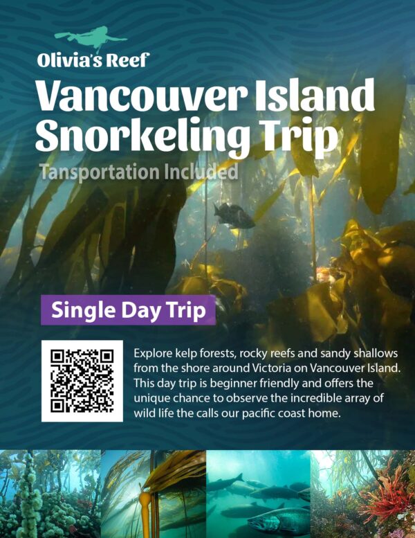 Vancouver Island Snorkel Safari