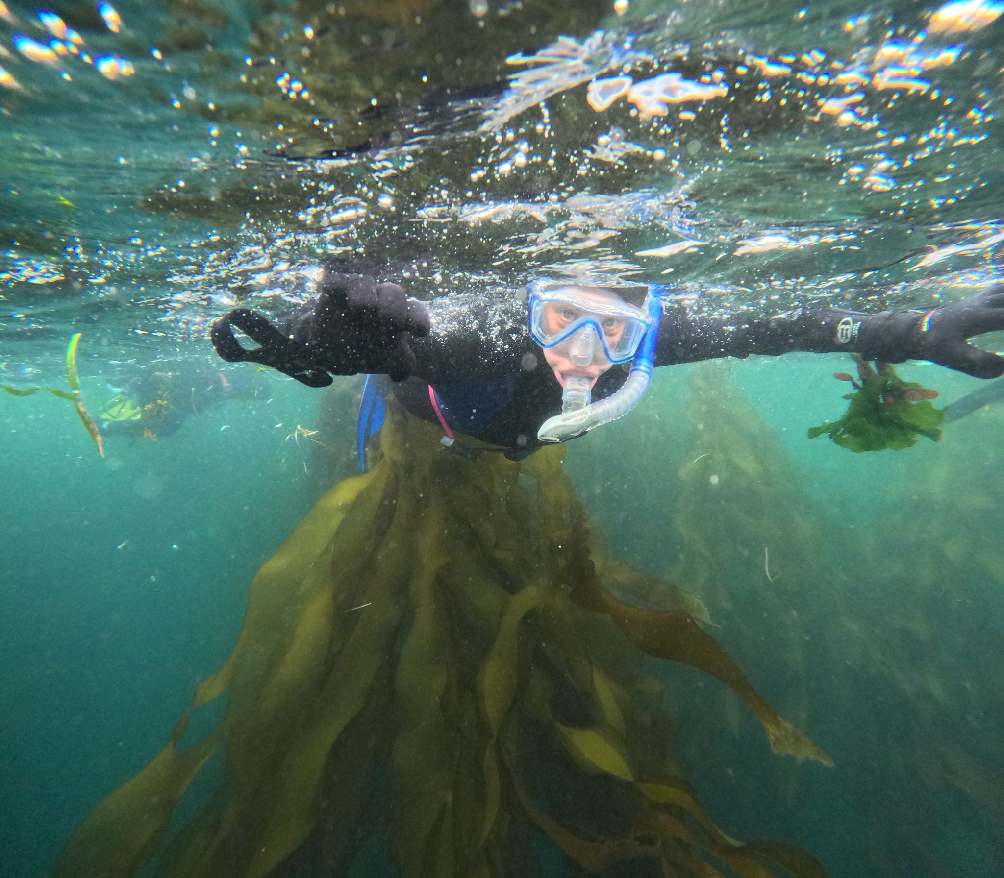 Kelp forest Snorkeling day trip