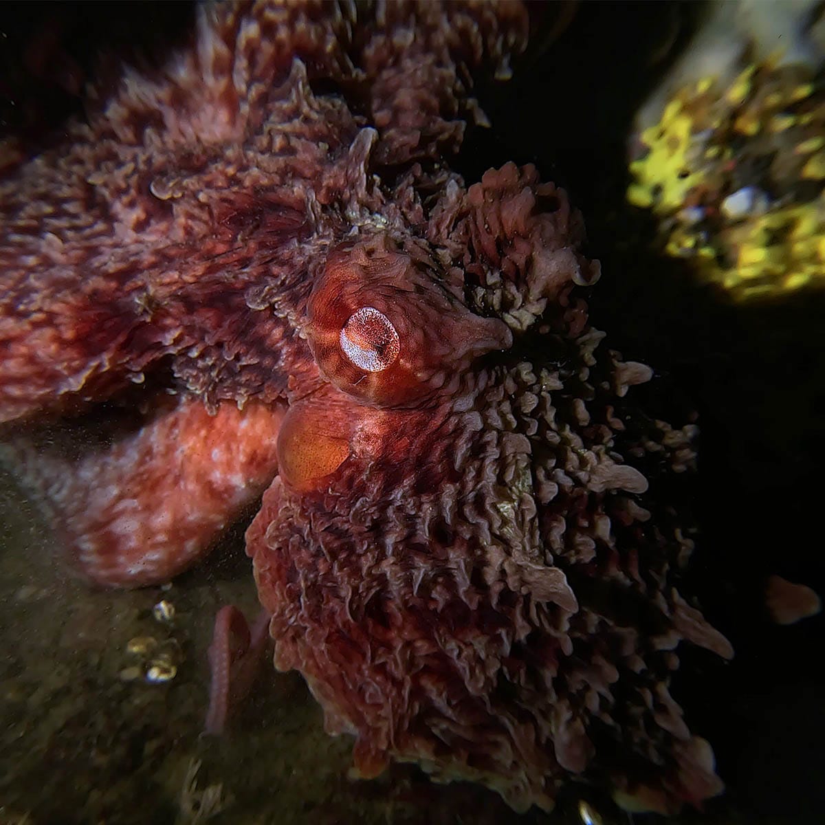 Scuba Diving Vancouver underwater photography octopus eye