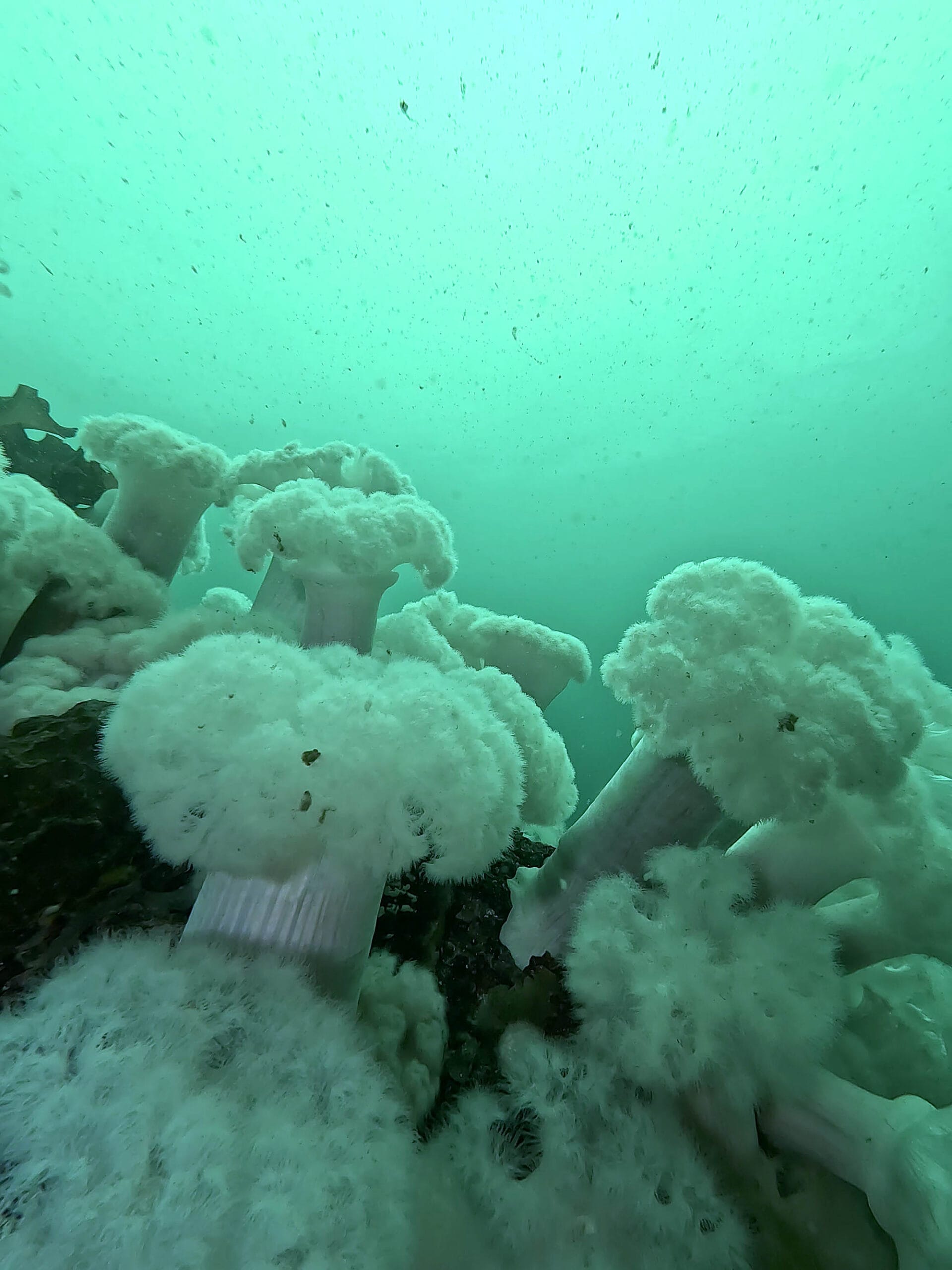 Barkley Sound Diving with plumose anemone