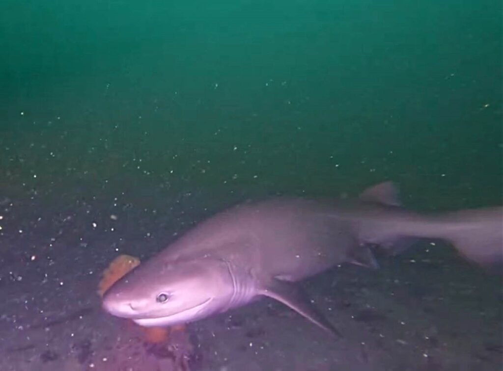 Barkley Sound Diving trip Six Gill Shark