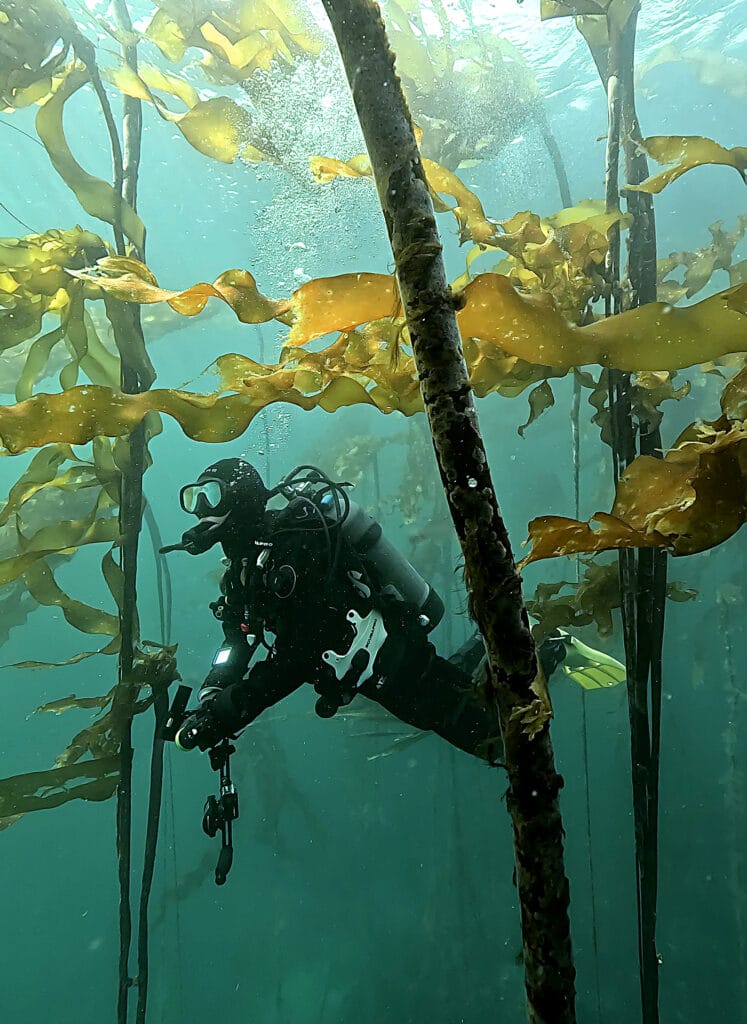 Port Hardy Scuba Diving Trip 2025, diving in a kelp forest