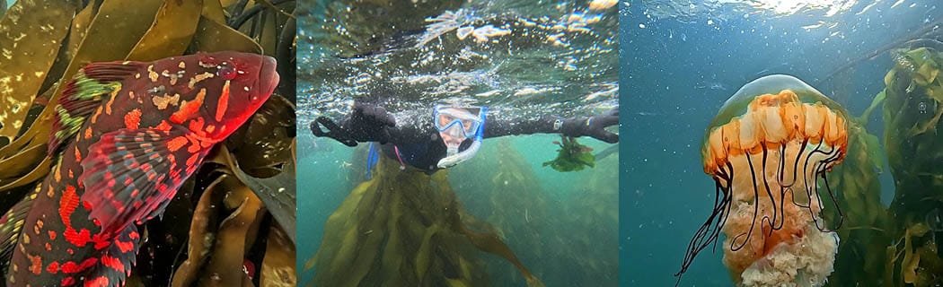 Kelp Forest Snorkeling Tour photo panel