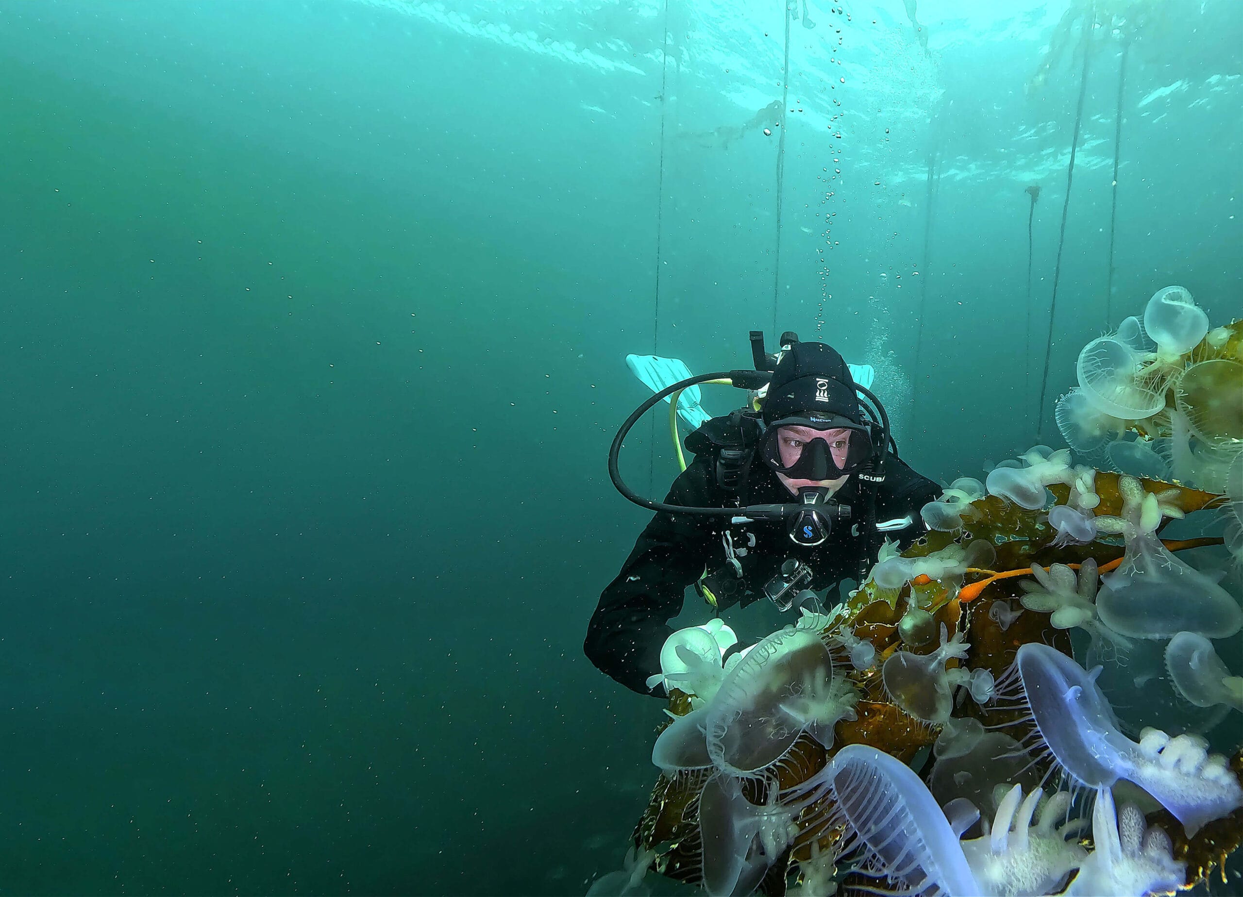 Kelp forest with Hooded Nudibranchs on our Port Hardy Dive Adventure weekend