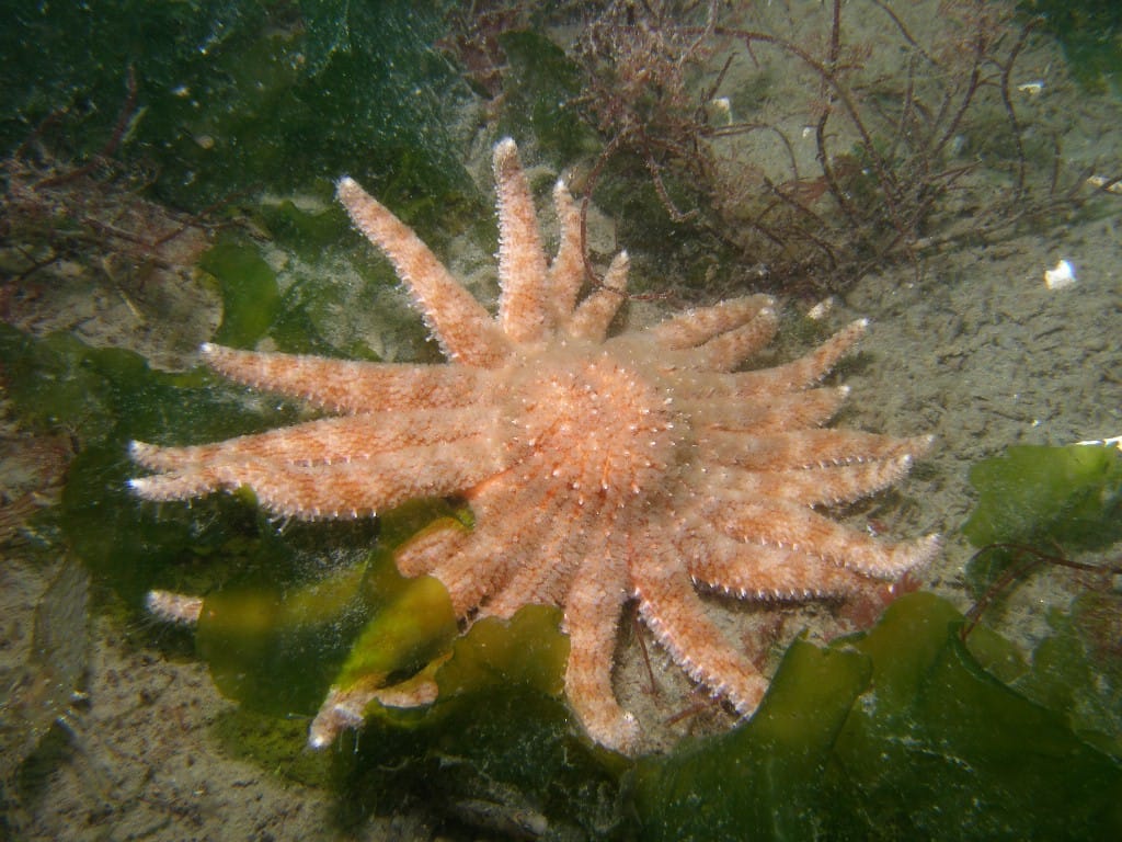 Sunflower Star seen on snorkeling trip in Sooke