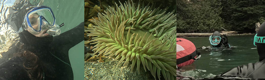 Kelp Forest Snorkeling Tour panel