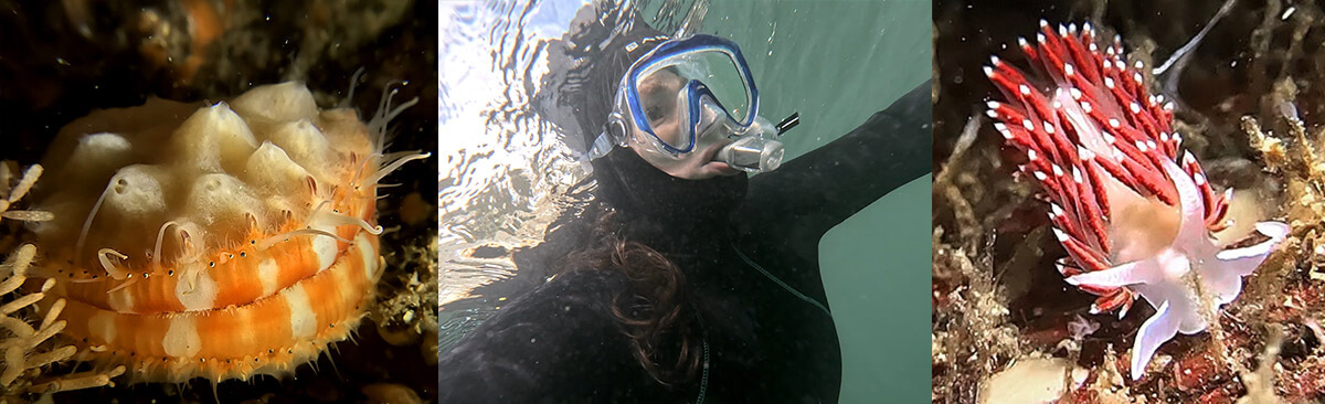 Indian Arm Snorkeling image panel